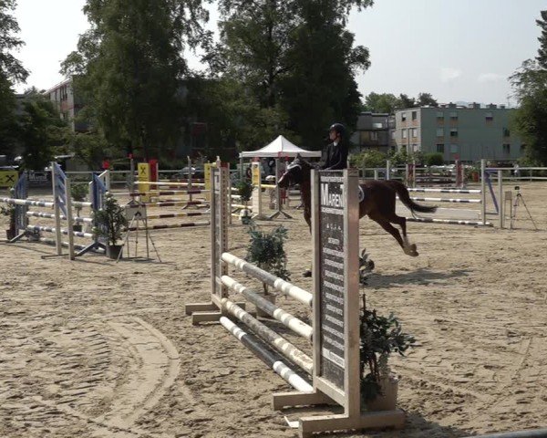 Reitturnier Bregenz 2025