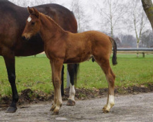 horse Future Star (Westphalian, 2021, from Fusionist)