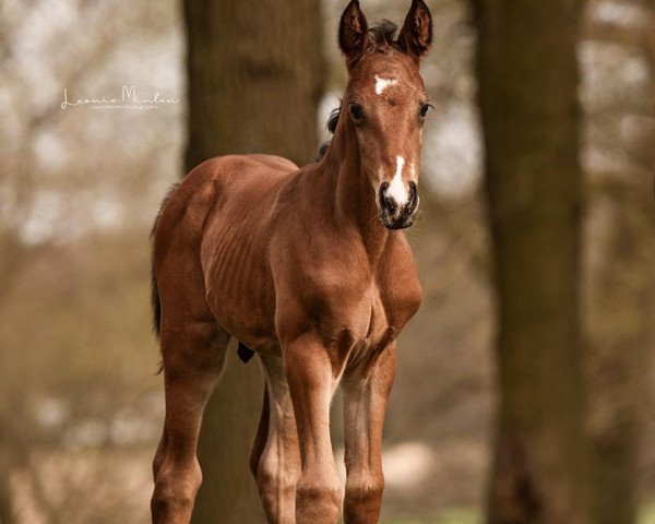 Pferd Comme espére Z (Zangersheide Reitpferd, 2021, von Comilfo Plus Z)