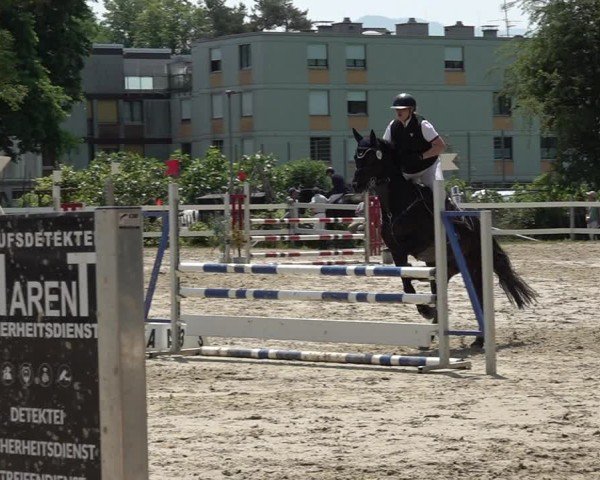 Reitturnier Bregenz 2025