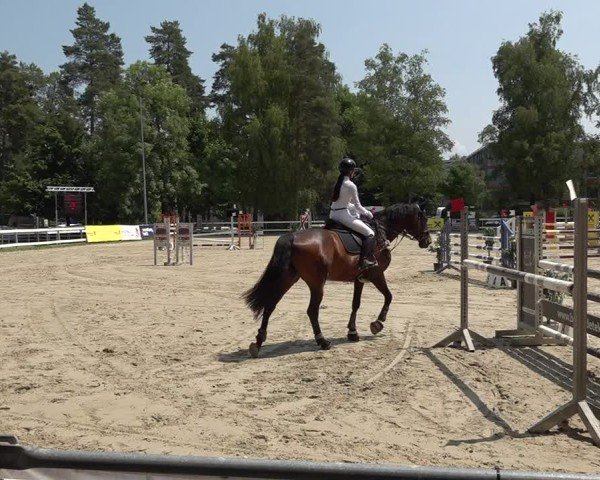 Reitturnier Bregenz 2025
