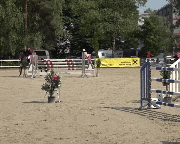 Reitturnier Bregenz 2025