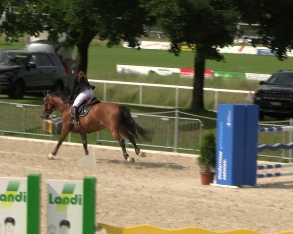 Reitturnier Fehraltorf 2025