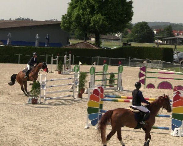 Reitturnier Fehraltorf 2025