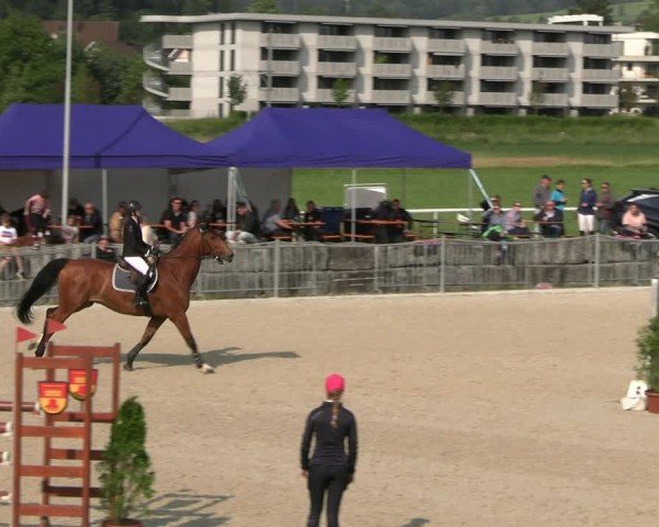 Reitturnier Fehraltorf 2025