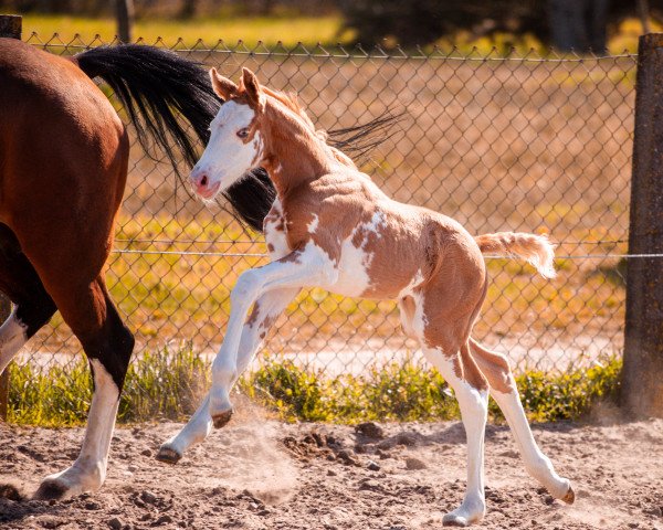 broodmare Darf's ein bisschen mehr sein (German Riding Pony, 2021, from The Braes My Mobility)
