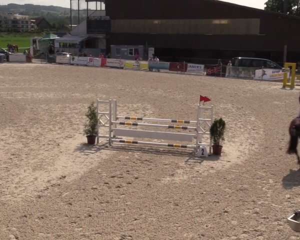 Reitturnier Fehraltorf 2025
