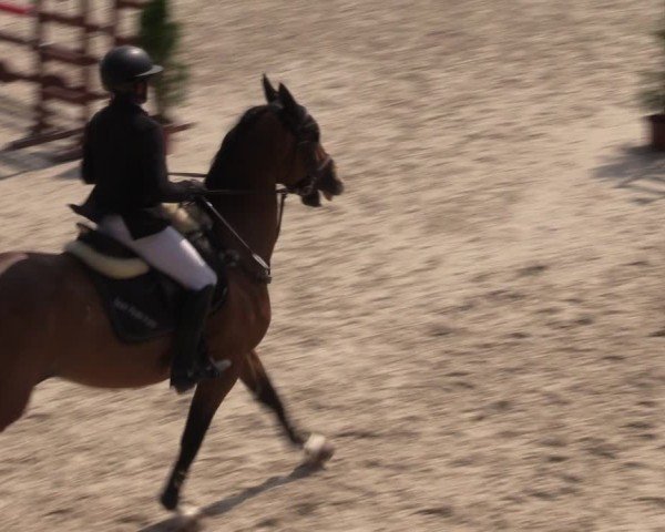 Reitturnier Fehraltorf 2025