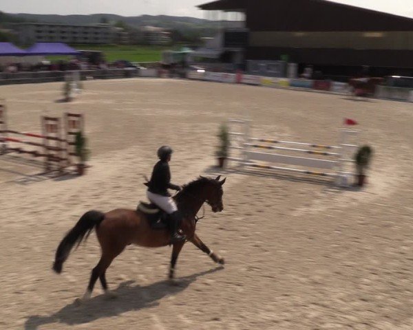 Reitturnier Fehraltorf 2025