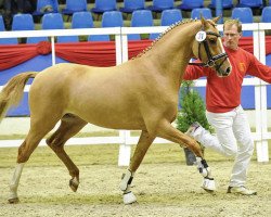 dressage horse Kastanienhof Casillas WE (German Riding Pony, 2014, from Kastanienhof Cockney Cracker)