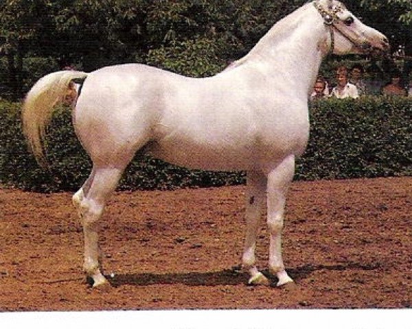 stallion Neapol (Arabian purebred, 1972, from Aswan 1958 EAO)