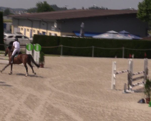 Reitturnier Fehraltorf 2025