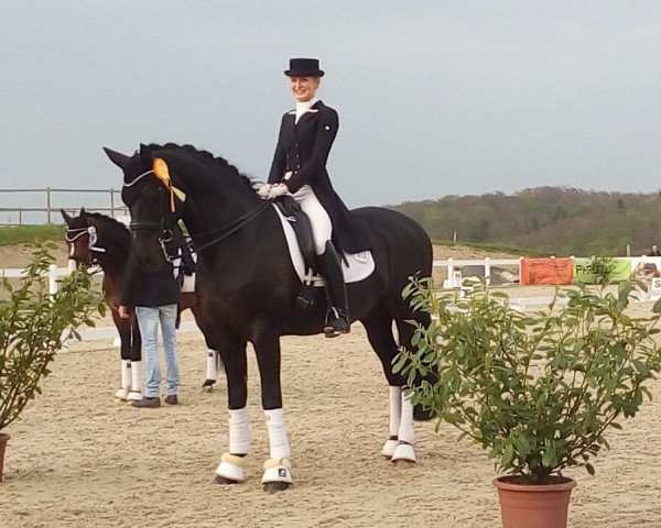dressage horse Rubin Dark (Oldenburg, 2005, from Rubin Cortes OLD)