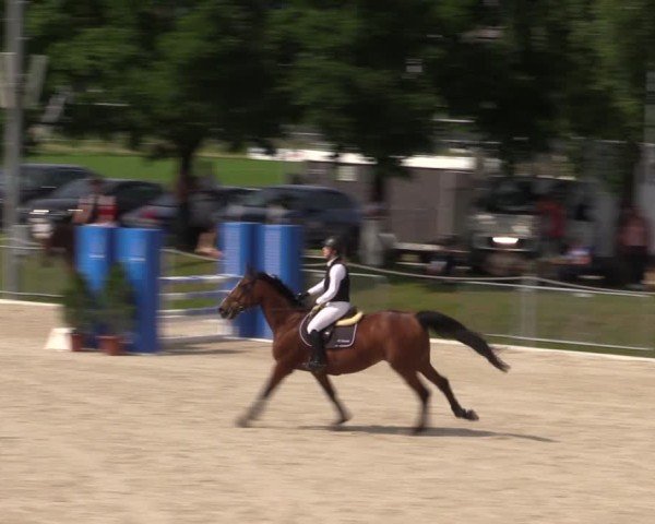 Reitturnier Fehraltorf 2025
