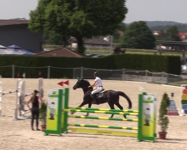 Reitturnier Fehraltorf 2025