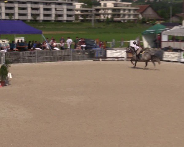 Reitturnier Fehraltorf 2025
