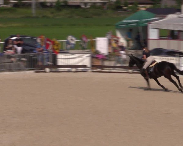 Reitturnier Fehraltorf 2025