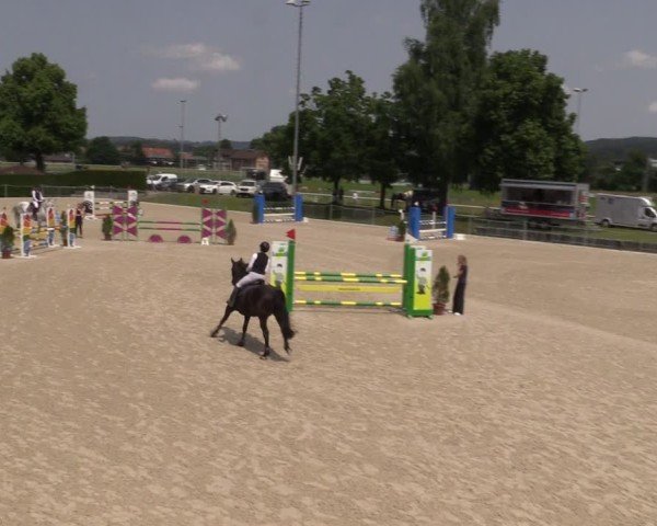 Reitturnier Fehraltorf 2025