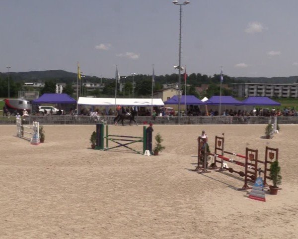 Reitturnier Fehraltorf 2025