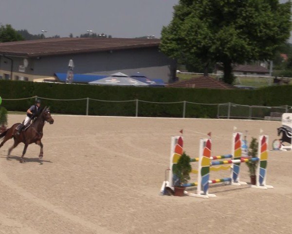 Reitturnier Fehraltorf 2025