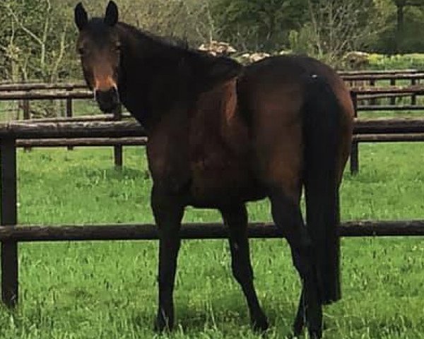 broodmare Daylight B (German Warmblood, 2004, from Donnersmarck)