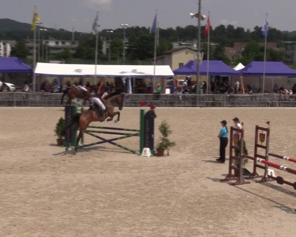 Reitturnier Fehraltorf 2025