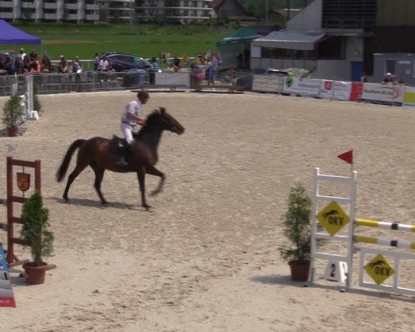 Reitturnier Fehraltorf 2025