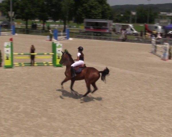 Reitturnier Fehraltorf 2025
