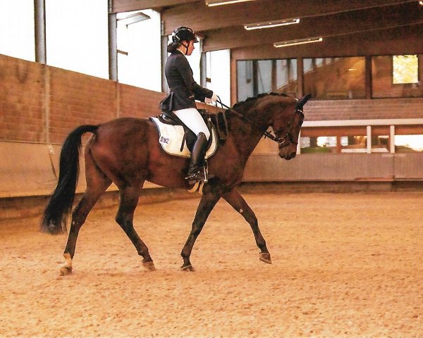 dressage horse Donnatella 33 (Westphalian, 2007, from Don William)