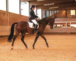 Cavallo da Dressage Donnatella 33 (Westfale, 2007, di Don William)