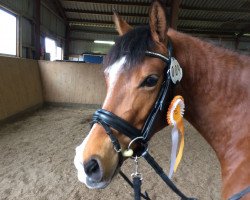 broodmare Sellawie (German Riding Pony, 2012, from Comme Ci Comme Ca 6)