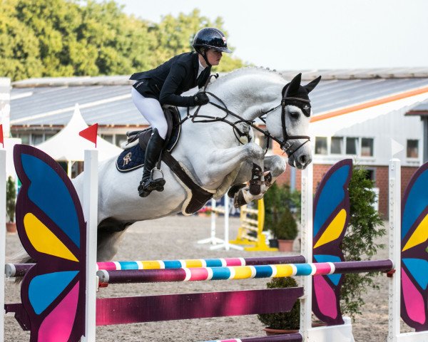 stallion Conradino (Oldenburg show jumper, 2016, from Congress)