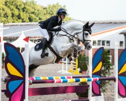 Deckhengst Conradino (Oldenburger Springpferd, 2016, von Congress)