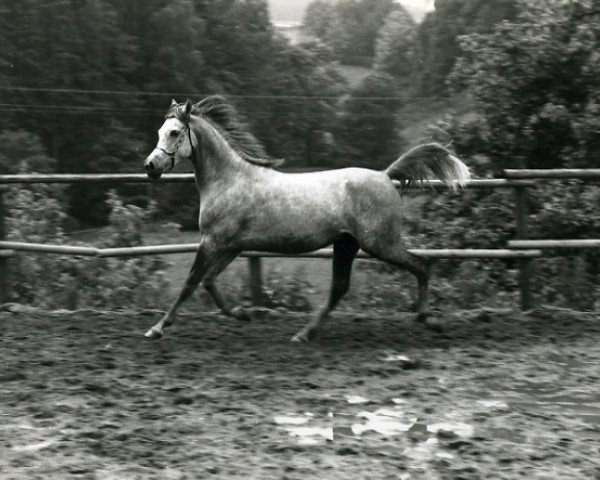 broodmare Estasha ox (Arabian purebred, 1973, from Shaker El Masri 1963 EAO)