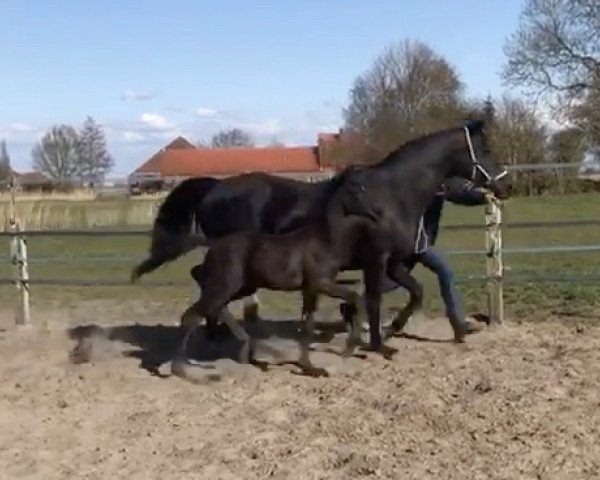 horse Laniro (Hanoverian, 2021, from La Vie)