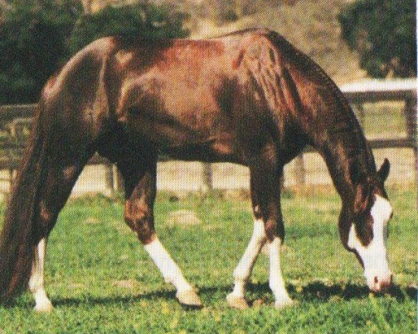 horse Pass Perfect (Paint Horse, 1986, from Barpasser)
