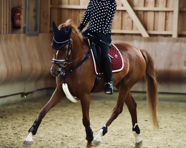 broodmare Gerda (Oldenburg, 2021, from Fuechtels Floriscount OLD)