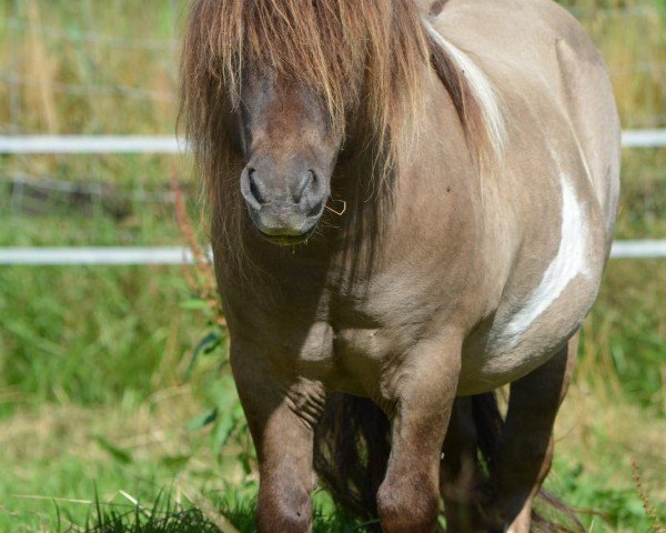 stallion Gigolo vom Fliederhof (Shetland pony (under 87 cm), 2010, from Halstock Gabanna Bear)