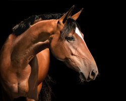 broodmare Volle Lotte (Oldenburg, 2016, from Don Deluxe)