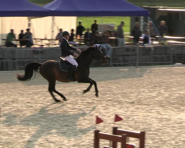 Reitturnier Fehraltorf 2025
