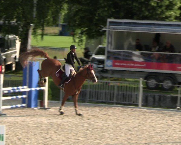 Reitturnier Fehraltorf 2025