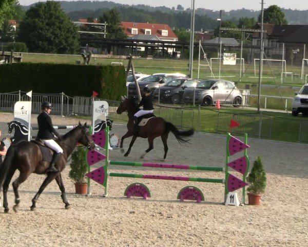 Reitturnier Fehraltorf 2025