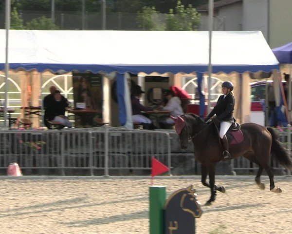 Reitturnier Fehraltorf 2025