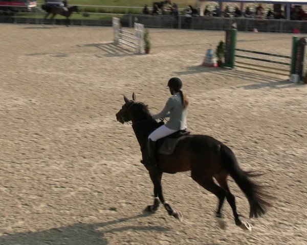 Reitturnier Fehraltorf 2025