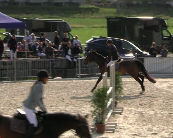 Reitturnier Fehraltorf 2025