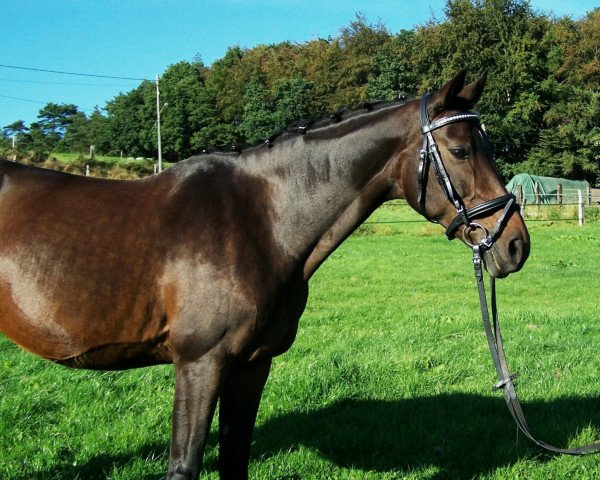broodmare Schoko D (Westphalian, 2003, from Saint Tropez)