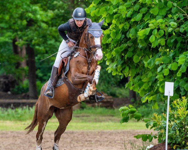 eventing horse Magic Maddy (German Riding Pony, 2020, from Mentos Charmeur)