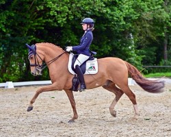dressage horse Danello 4 (German Riding Pony, 2014, from FS Don't Worry)