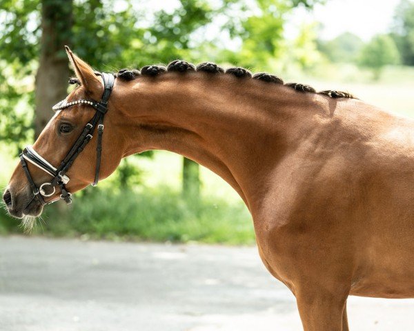 Pferd Donnamia (Deutsches Reitpony, 2022, von D-Gold AT NRW)
