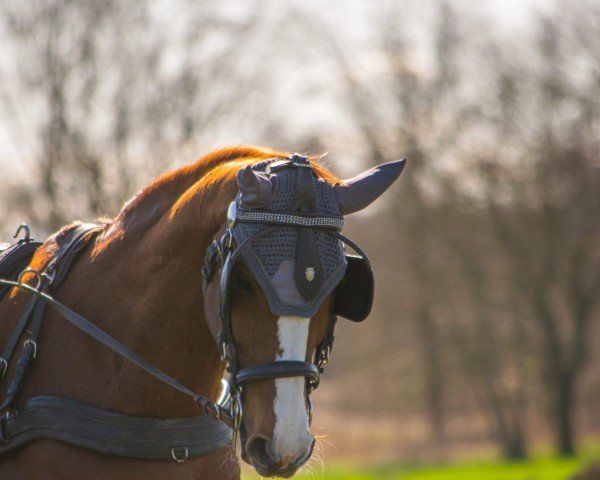 broodmare Lorette (Hanoverian, 2008, from Londontime)